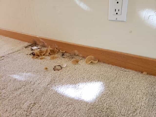 Mushrooms-growing-from-the-floor-due-to-water-damage