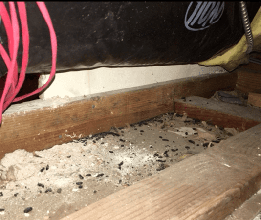 Rat droppings used 8.7.18.2207220131097