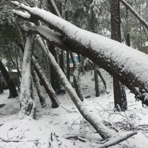 snow on trees.2207062259093