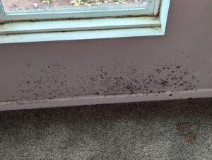 Mold Remediation in Marin County