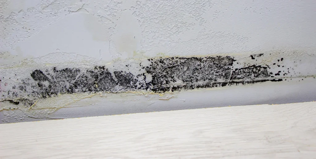 black mold on the wall. Fungus on the wall after the flooding of the house