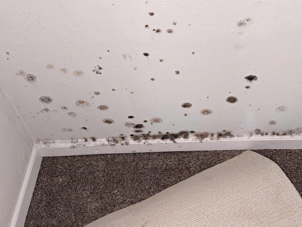a wall with mold on it