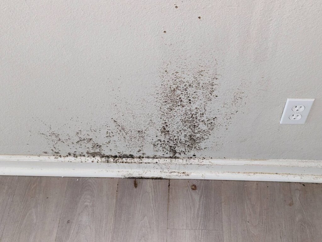 Mold on wall in carpeted room.