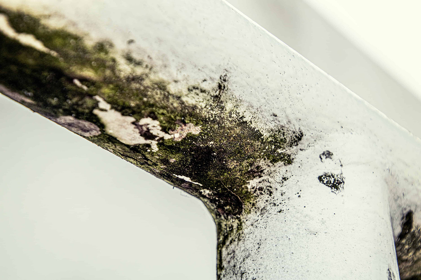 What Are the Dangers of Mold in Your Home