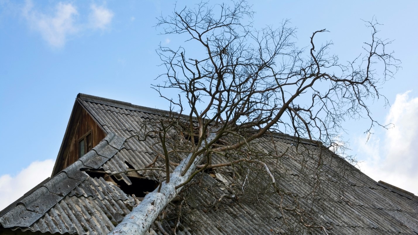 A roof with a large tree collapsed across it after a storm.