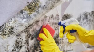 A person wearing rubber gloves uses a sponge to wash off mold.