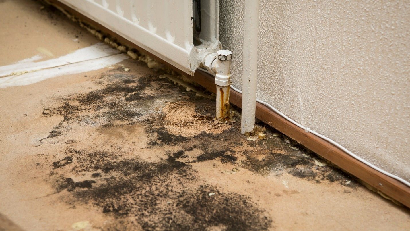 A radiator sits above a large patch of mold that is revealed underneath carpet.