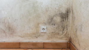 The corner wall where a washing machine once was, is now covered in mold.