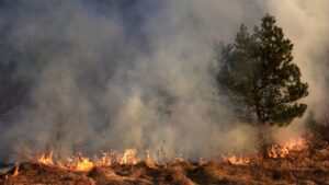 A wall of thick smoke from a wildfire, a pine tree sticks out from the smoke.