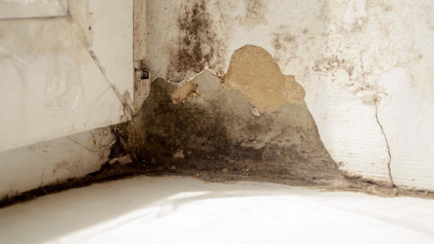 The corner of a room with a large patch of mold growing on it.