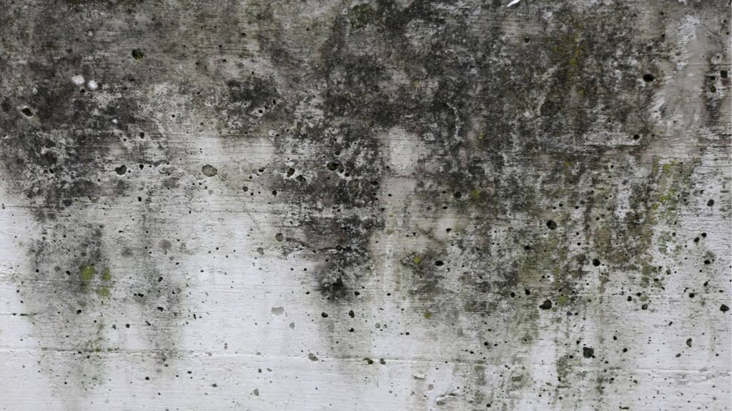 A rough-looking wall covered in what could be either dirt or mold.