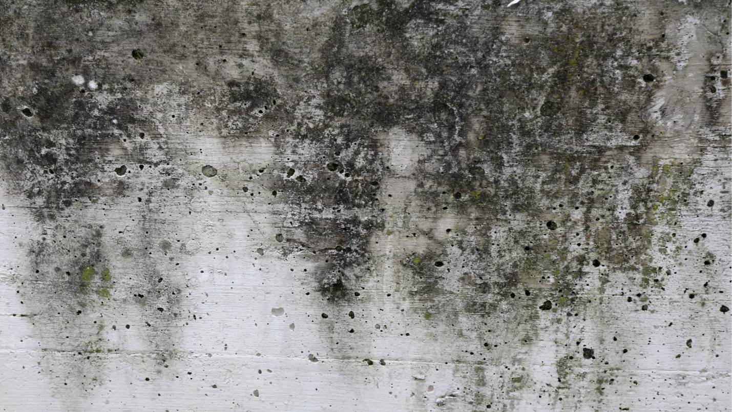 A rough-looking wall covered in what could be either dirt or mold.