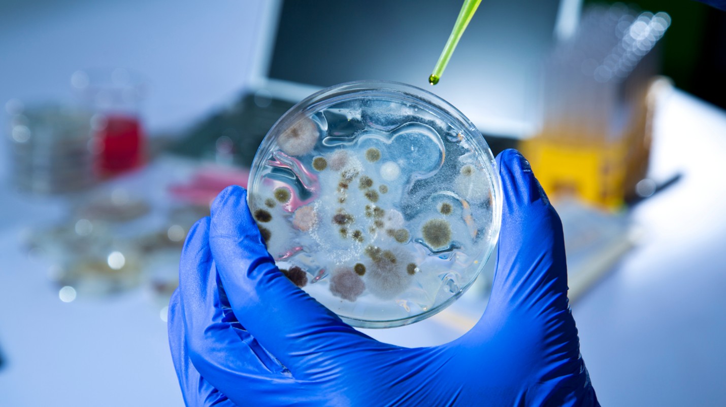 A scientist tests for biohazardous bacteria in a petri dish