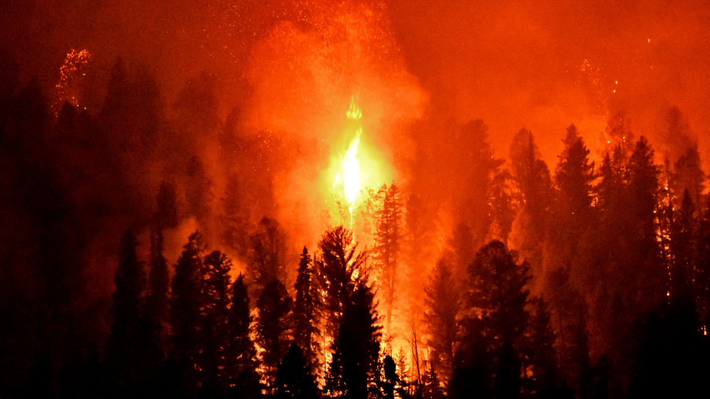 A roaring wild fire stands in front of silhouetted trees at night.