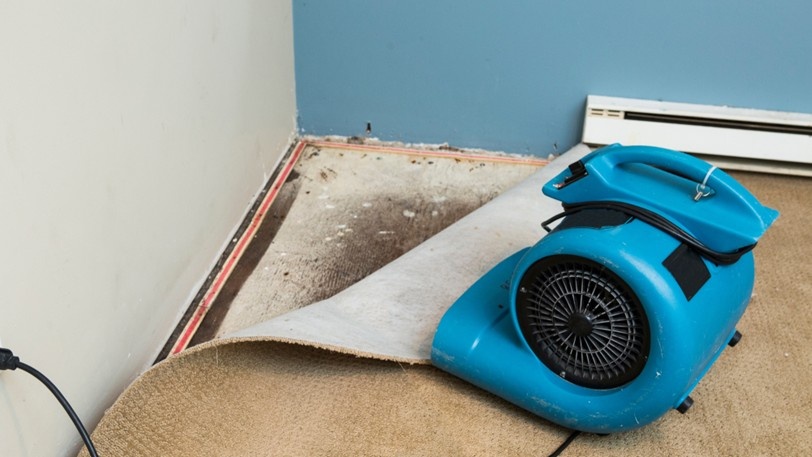 A carpet is pulled up to reveal water damage and a large fan blowing on it.