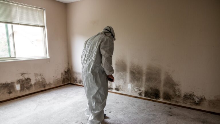 A restoration expert examines walls in an office, covered with mold.