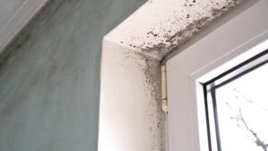 A window with splotches of black mold across the top of it.