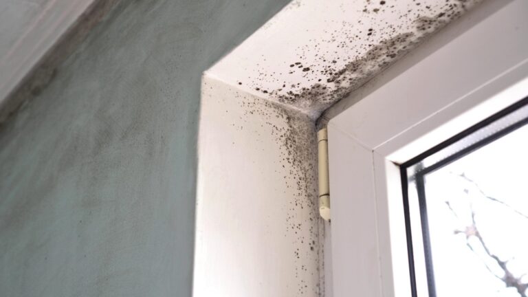 A window with splotches of black mold across the top of it.