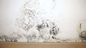 A close-up image of a large patch of mold on a wall and baseboard.