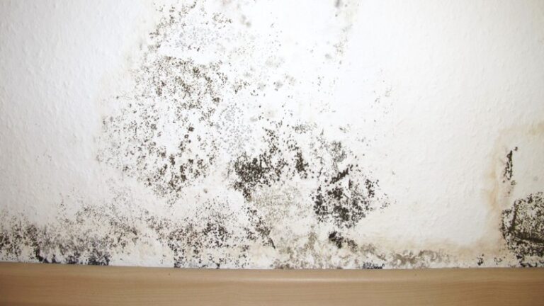 A close-up image of a large patch of mold on a wall and baseboard.