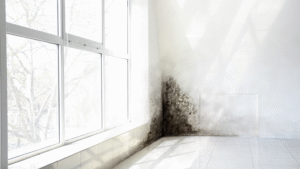 A corner of a white room with a large patch of dark mold growing
