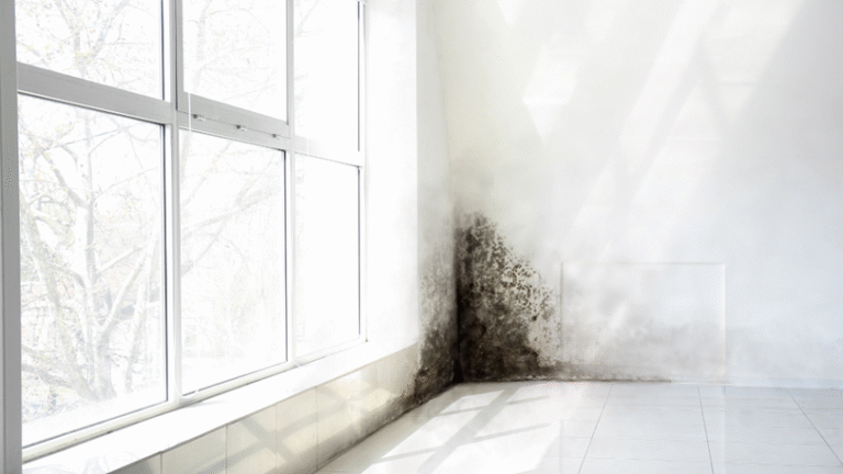A corner of a white room with a large patch of dark mold growing